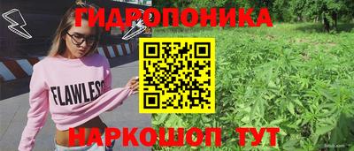 спиды Кингисепп