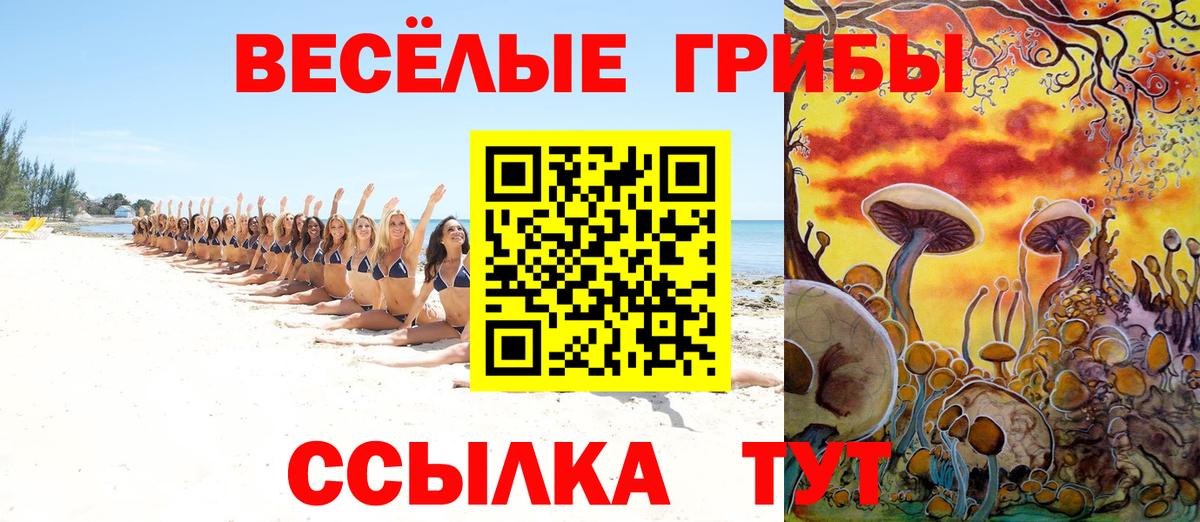 Псилоцибиновые грибы прущие грибы  Чайковский  Галлюциногенные грибы Psilocybe 